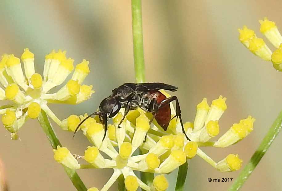 Pompilidae:  Aporus sp.